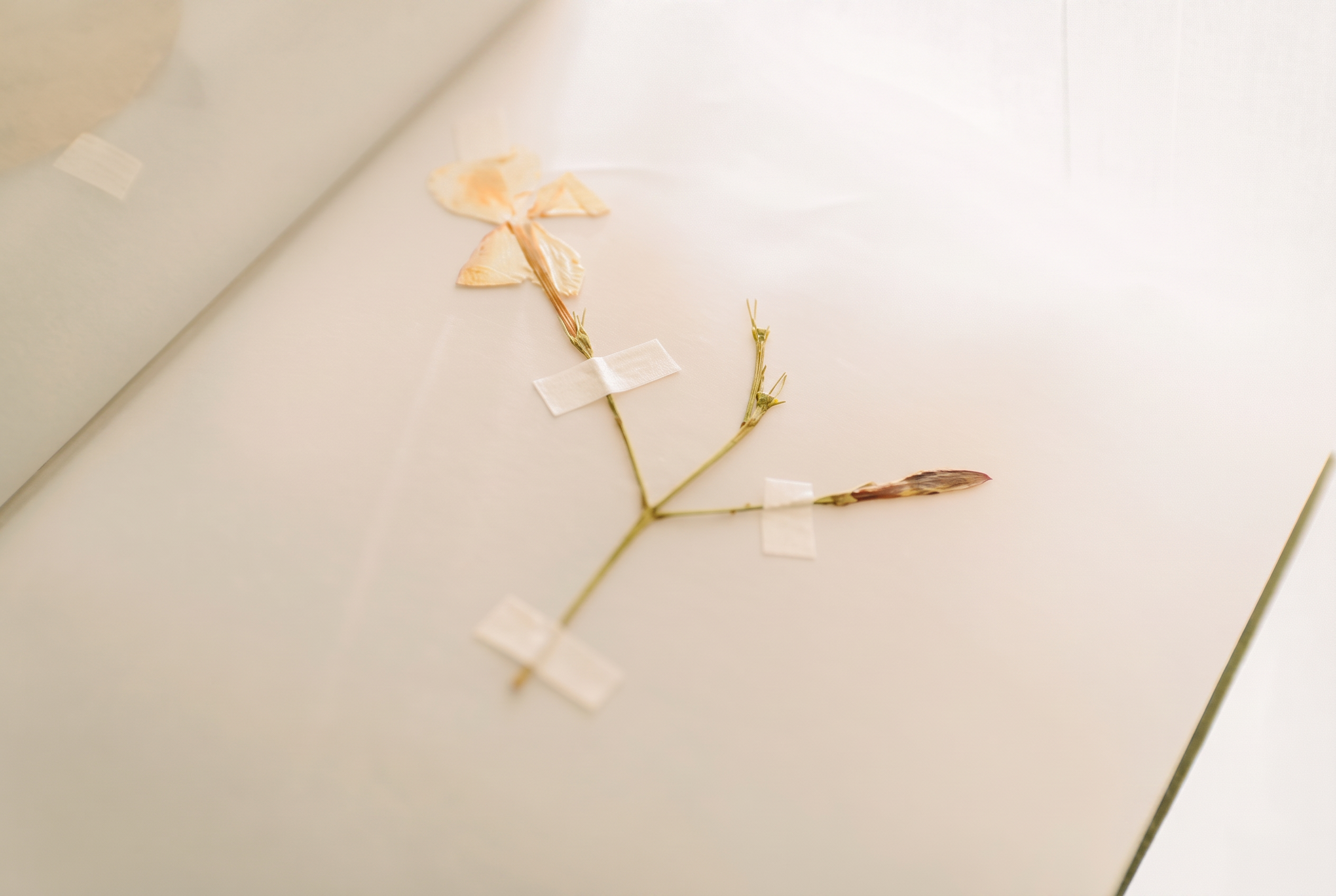 A pressed dried flower taped onto a soft cream page